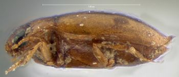 Media type: image;   Entomology 5984 Aspect: habitus lateral view